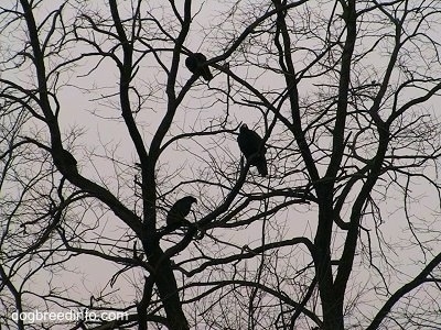 Four Turkey Vultures in a tree.