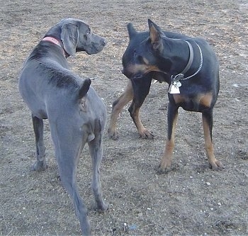 A Weimaraner is standing in a field next to a Doberman Pinscher. The dogs are sizing each other up