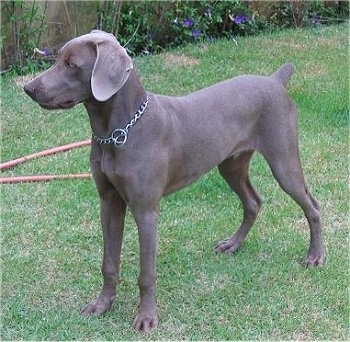 The front left side of a Weimaraner puppy that is standing across a grass yard and it is looking to the left. The dog has a docked short tail and soft wide drop ears. It is wearing a choke chain collar.