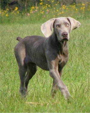 The front right side of a Weimaraner that is walking across a field and it is looking forward. The dog has wide drop ears and silver eyes.