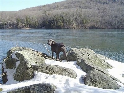 The back of a Weimaraner that is standing on a snow covered rock in front of a large body of water. The dog is looking back at the camera.