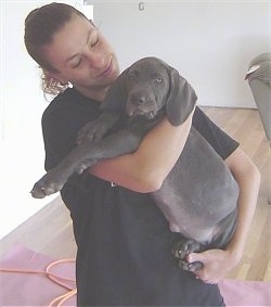 A dark gray Weimaraner puppy is being held in the arms of a lady in a black shirt. The pup has long legs and wide soft drop ears.