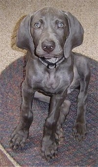 Front view - A Weimaraner puppy is sitting on a rug and it is looking forward. The dog has silver fur, long drop ears and silver eyes.