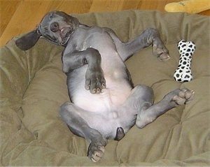 A Weimaraner puppy is sleeping belly up on its back on a brown dog bed and there is a black and white toy to the right of it.