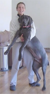 A lady in a grey sweater is holding the front half of a large Weimaraner dog in her arms inside of a home on top of a hardwood floor.