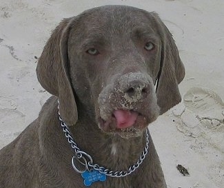Close up head shot - A wet Weimaraner dog is sitting in sand and it has sand on its snout. Its tongue is sticking out. The dog has silver eyes.