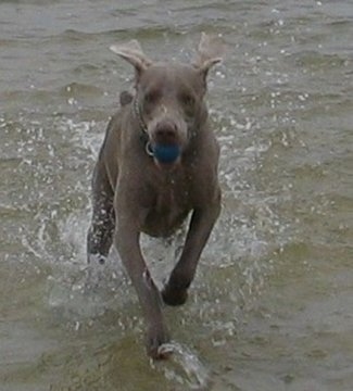 Front view - A Weimaraner dog is running through water with a ball in its mouth.