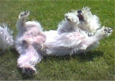 A West Highland White Terrier is rolling around outside in grass and it is looking up. Its paws are up in the air and its mouth is open with its fur flying in all directions and tail wagging.