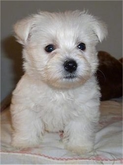 A West Highland White Terrier puppy is sitting on top of a bed and it is looking forward. It has dark round eyes, a black nose and black lips. It has small fold over ears.