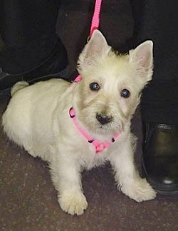 The front right side of a West Highland White Terrier puppy that is sitting on a carpet and to the right of it is a persons foot. It is wearing a pink leash and harness.