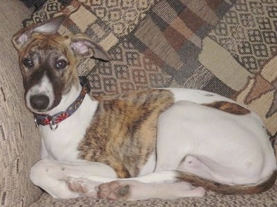 A white with brown brindle Whippet dog is laying against the arm of a tan couch.