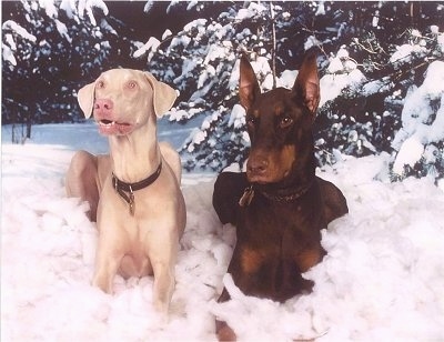 Trixie the White Doberman Pinscher and Diablo the black and tan Doberman Pinschers are laying side-by-side in a bunch of cotton balls. They are sitting in front of a backdrop that has trees covered in snow and a snowy landscape.