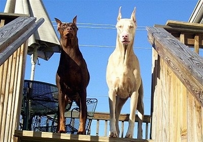 A black and tan Doberman standing next to a white Doberman at the top of a wooden deck with a table, chair and umbrella behind them