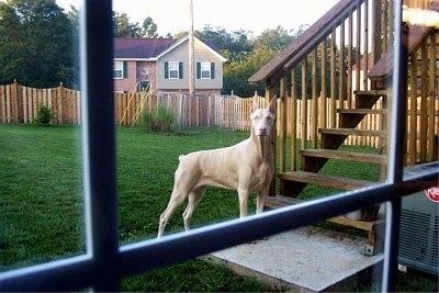 A white Doberman Pinscher is standing in front of a set of wooden steps in a yard and looking into the window of a house at the person taking the picture.