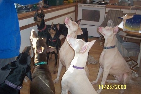 Eight Doberman Pinschers are sitting and standing in a kitchen and looking up at a person holding a treat. Three of the Doberman dogs are black and tan, one is red and rust and three are white.