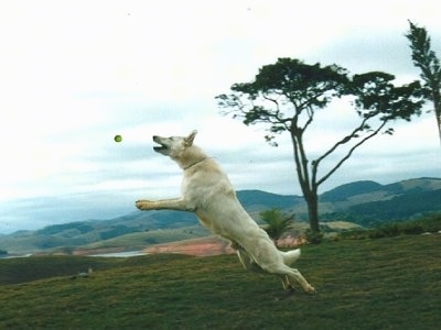 a white german shepherd is jumping up to catch a tennis ball. The dog is in mid-air and the ball is a foot from his open mouth.