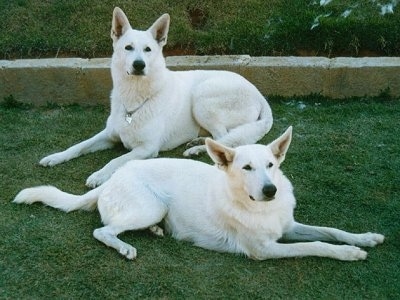 Two American White Shepherds laying down in a green lawn