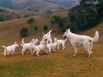 A Litter of six American White Shepherd puppies playing with two adult shepherds in a field