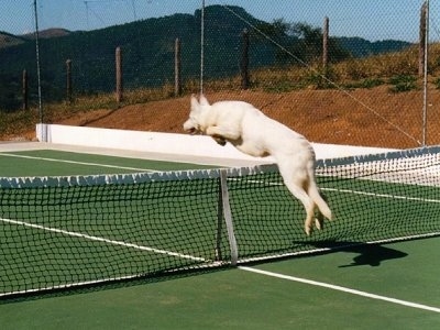 Back View of A White German Shepherd jumping over a tennis net on a tennis court with all four paws off of the ground as it jumps