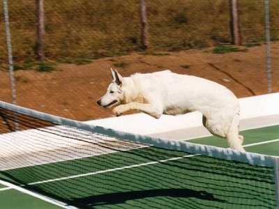 a white german shepherd is jumping over a tennis net on a tennis court with all four paws off of the ground