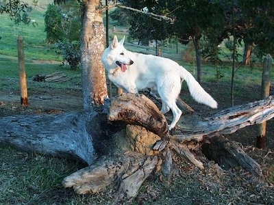 The left side of an American White Shepherd that is standing on fallen trees with its mouth open and its tongue out. It is looking to the right.