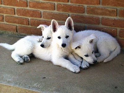 Three American White Shepherd puppies cuddled together against a brick wall