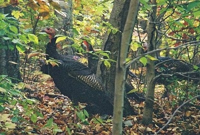 Wild turkeys are standing in a wooded area looking to the left.