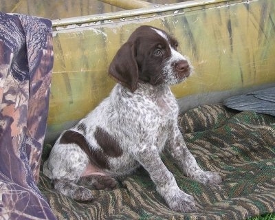 The front right side of a white with brown Wirehaired Pointing Griffon puppy sitting across a cammo rug outside.