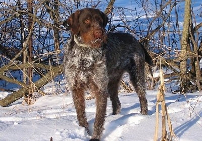 A large breed, wavy coated, black with brown and white Wirehaired Pointing Griffon dog standing in snow looking to the right. It has snow on its mouth. The dog has a beard.