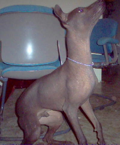 The right side of a dark gray hairless Xoloitzcuintli dog beginning to stand on its hind legs.