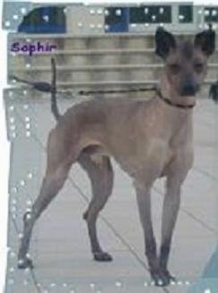 The right side of a tan Xoloitzcuintli dog standing across a white tiled floor. Overlayed is the word - Sophie.