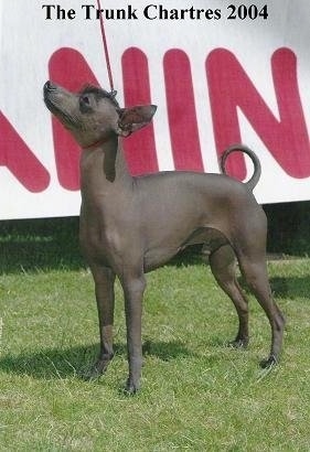 The left side of a brown hairless dog with a ring tail standing in grass looking up.