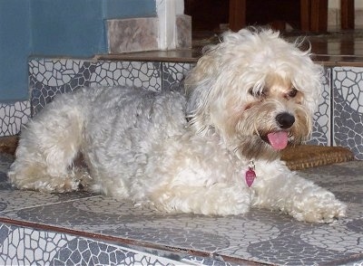 The right side of a wavy coated, soft looking, gray and cream Yorkipoo that is laying across a stone step. It is looking to the right, its mouth is open and its tongue is sticking out. It has darker tan hair around its muzzle.