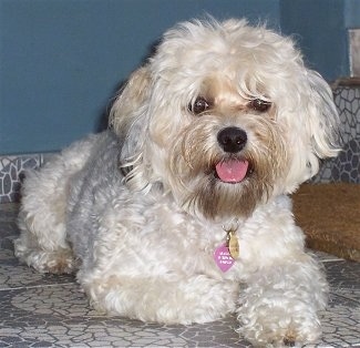 A light tan Yorkipoo is laying on a tiled surface, its mouth is open and its tongue is hanging out. It has a big black nose, dark round eyes that are partly covered in hair and a pink tongue.