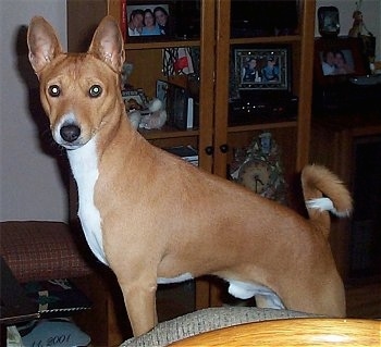 Benji the Basenji standing on a couch