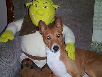 Benji the Basenji laying in a couch with a Shrek doll