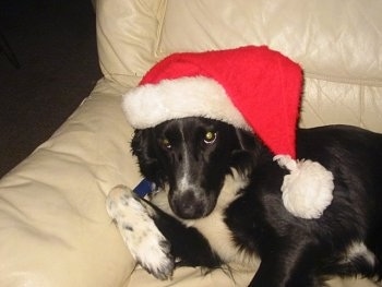 Chloe the Border Collie laying on a couch wearing a Christmas hat