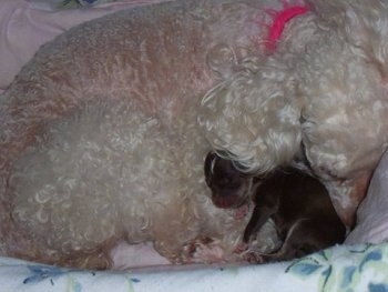 Oreo the newborn Chi-Poo puppy is sleeping in a dog bed with her mother Lacy who is a white toy poodle