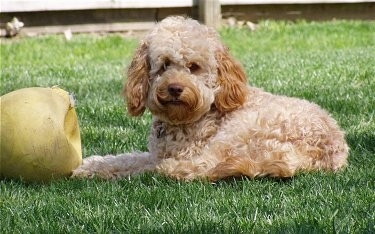 Bennee the tan Cockapoo is laying outside in a yard and there is a flat yellow ball in front of him