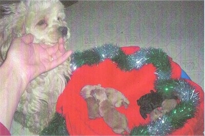 Lacy the Cockapoo is looking down at a litter of Cockapoo puppies in a red blanket with green and silver Christmas garland around the edge of the blanket