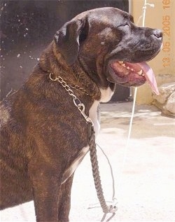Amir Aliado the Cane Corso Italiano is sitting outside with its mouth open and tongue out squinting his eyes wearing a choke chain and a rope lead 
