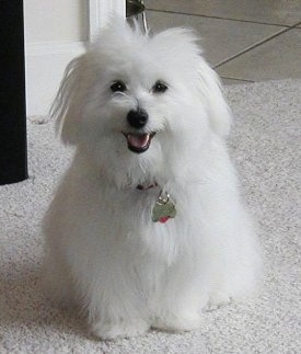 Hershey the pure white Coton de Tulear puppy is sitting on a carpet. His mouth is open and it looks like he is smiling