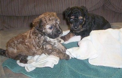 Two Crestepoo puppies are sitting on a green towel and a white towel on top of a couch
