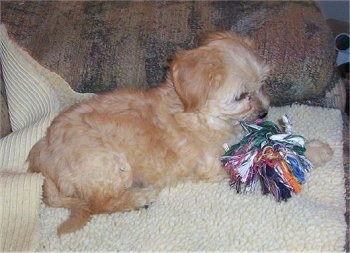 A Chinese Crestepoo Puppy is laying on a rug with a rope toy in front of it