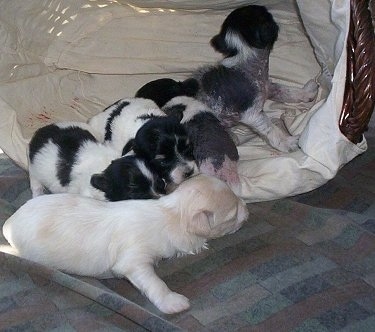A Litter of Chinese Crestese puppies crawling in and around a wicker basket
