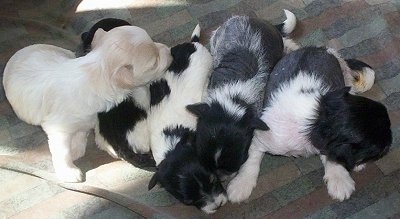 A litter of Chinese Crestese Puppies are laying on a blanket