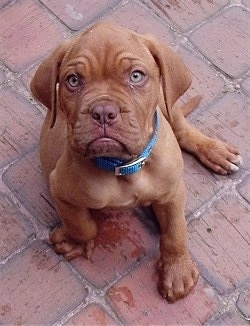 breed of dog in turner and hooch