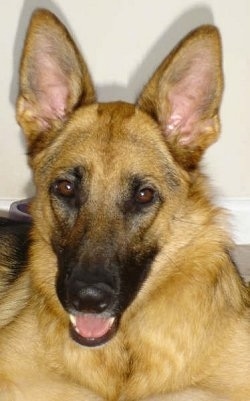 Close Up head shot - A black and tan German Shepherd is laying in front of a white wall