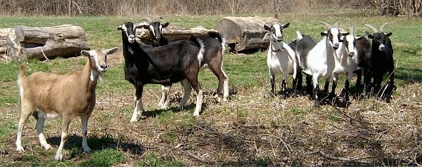 A herd of 7 goats are lined up in a row standing in grass looking forward.