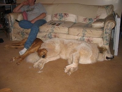A Golden Retriever/Border Collie Mix is sleeping on the backside of a large white and tan Great Pyrenees. They are laying in front of a couch with a person sitting on it.